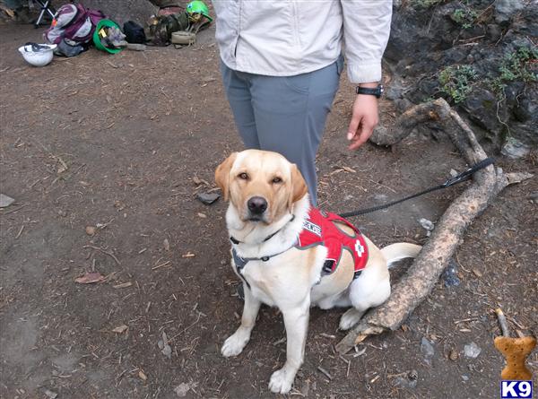 Labrador Retriever